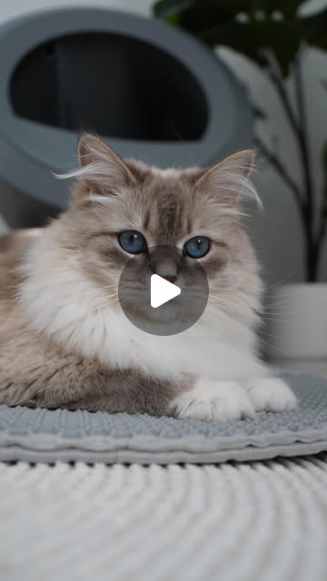 Mova Pet LR1 Prime W Cat Litter Box — alternate view