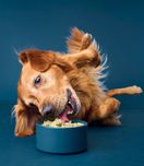 Nom Nom Fresh Pet Food — alternate view