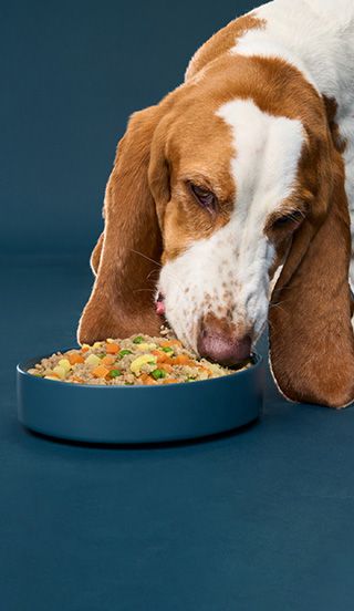 Nom Nom Fresh Pet Food
