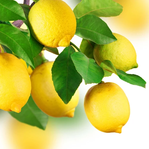 New Directions Aromatics Directions Aromatics Lemon (Natural Blend) Essential Oil — alternate view