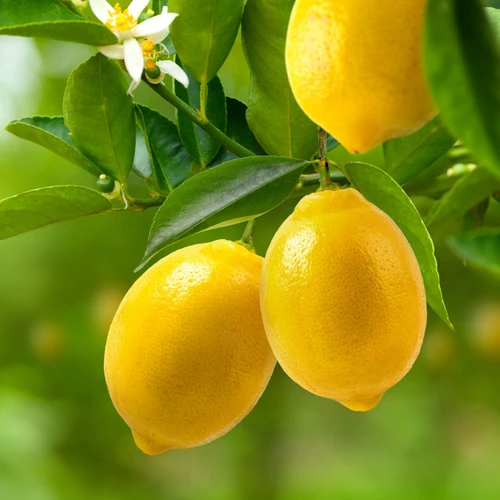 New Directions Aromatics Directions Aromatics Lemon (Natural Blend) Essential Oil — alternate view