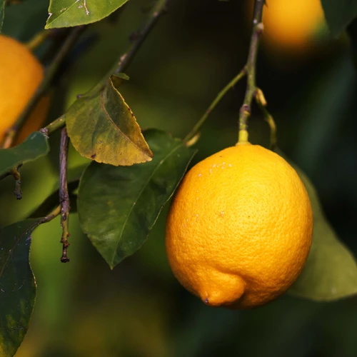 New Directions Aromatics Directions Aromatics Lemon (Natural Blend) Essential Oil — alternate view