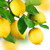 New Directions Aromatics Directions Aromatics Lemon (Natural Blend) Essential Oil — alternate view