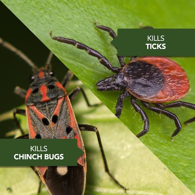 BAYER ADVANCED 24 Hour Grub Killer Plus 10 lb Insect Killer — alternate view