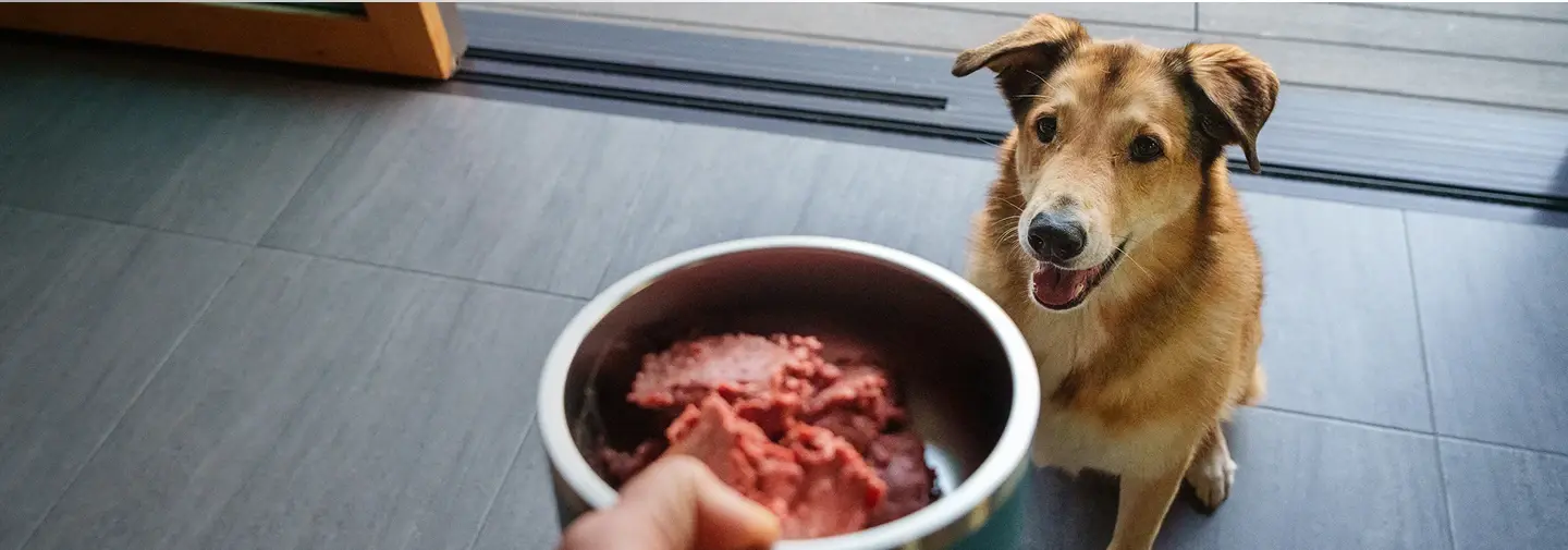 We Feed Raw Wet Dog Food